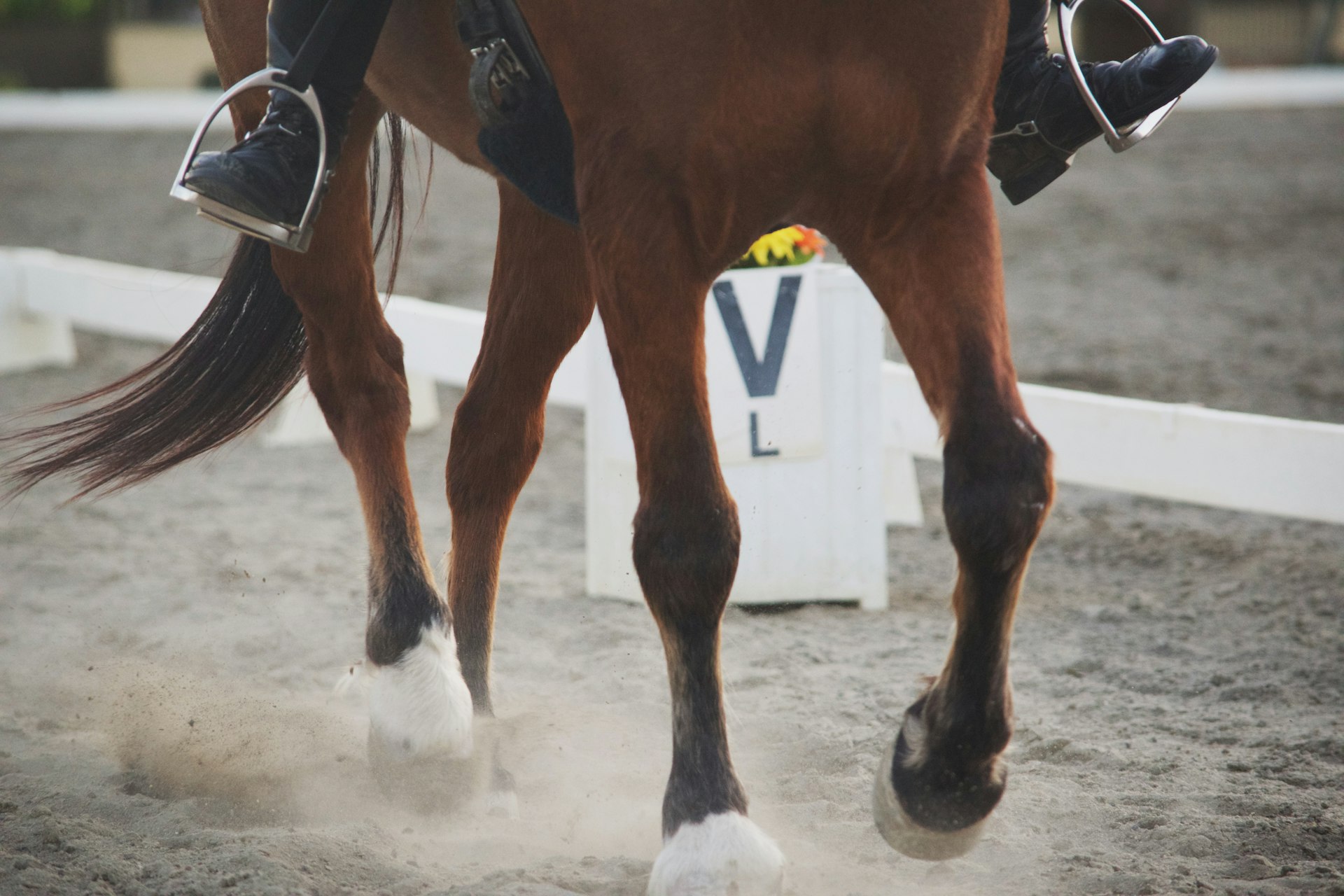 trotting horse in dry sand